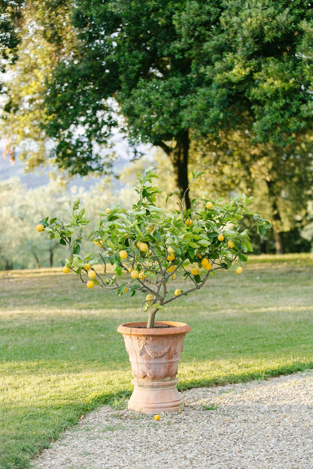 lemon trees everywhere in florence