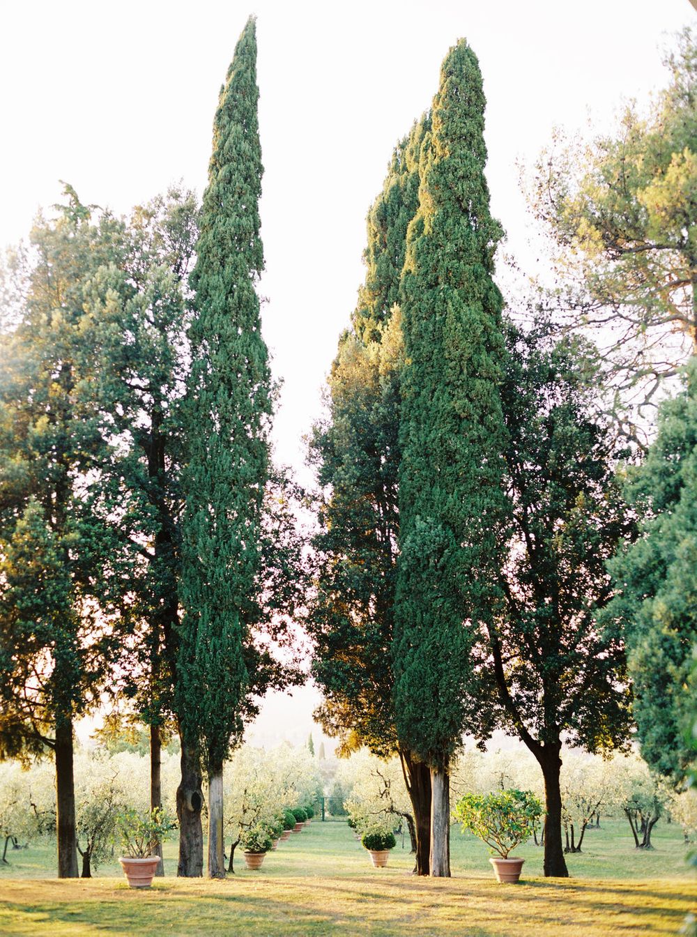 those cypress trees!