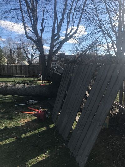 treeonfence.jpg