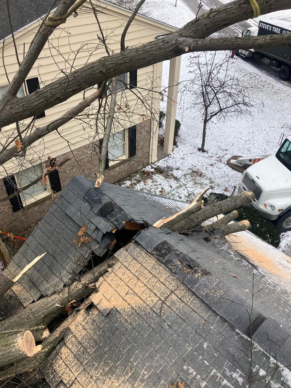 Storm Damage - Remove Fallen Trees