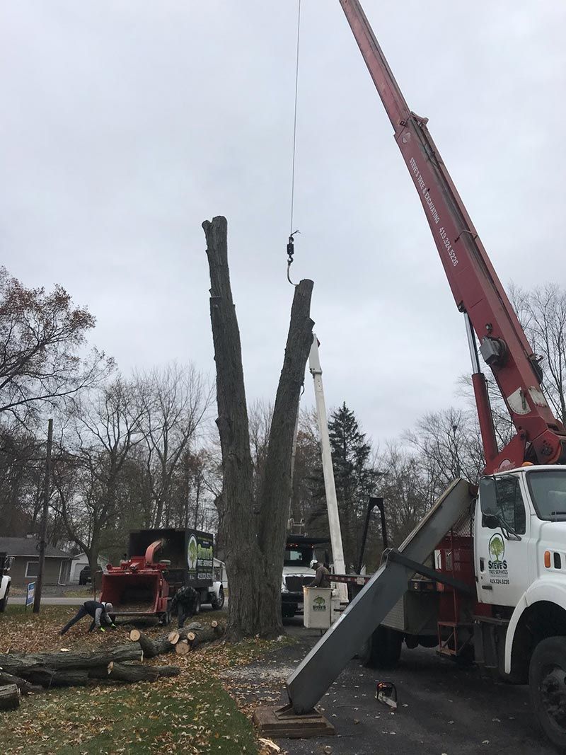 Tree Trimming and Tree Removal Tree Removal Company in Toledo
