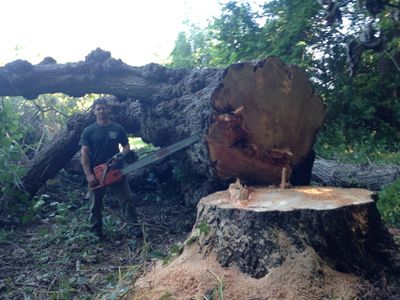 Massive tree removal service 