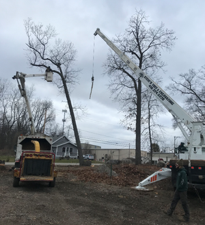 Our cranes can handle large tree removal all seasons Tree Removal