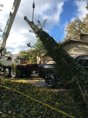 Using our crane for emergancy tree removal after a storm Tree Cutters in Toledo