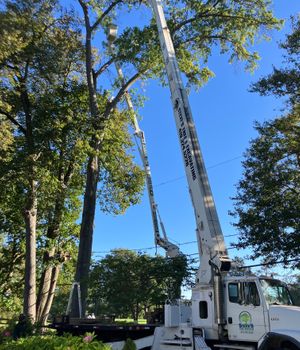 The team at Steve’s Tree Service performs a safe tree removal in Toledo with bucket trucks and cranes as part of their crane services, protecting your property and landscape in the process.
