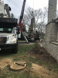 Hard to reach Tree Removal 