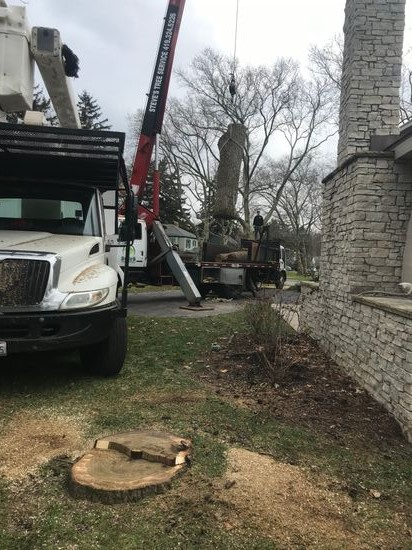 Hard to reach tree removal Hard to Reach Tree Removal