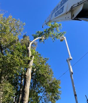 Using a crane and bucket lift, Steve’s skilled operator removes overhanging branches with precision—an example of the company’s full tree trimming and removal capabilities.