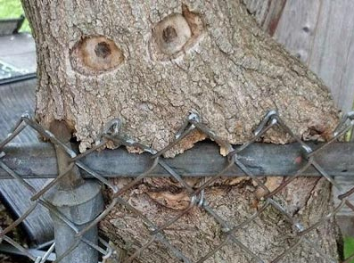 fence.png