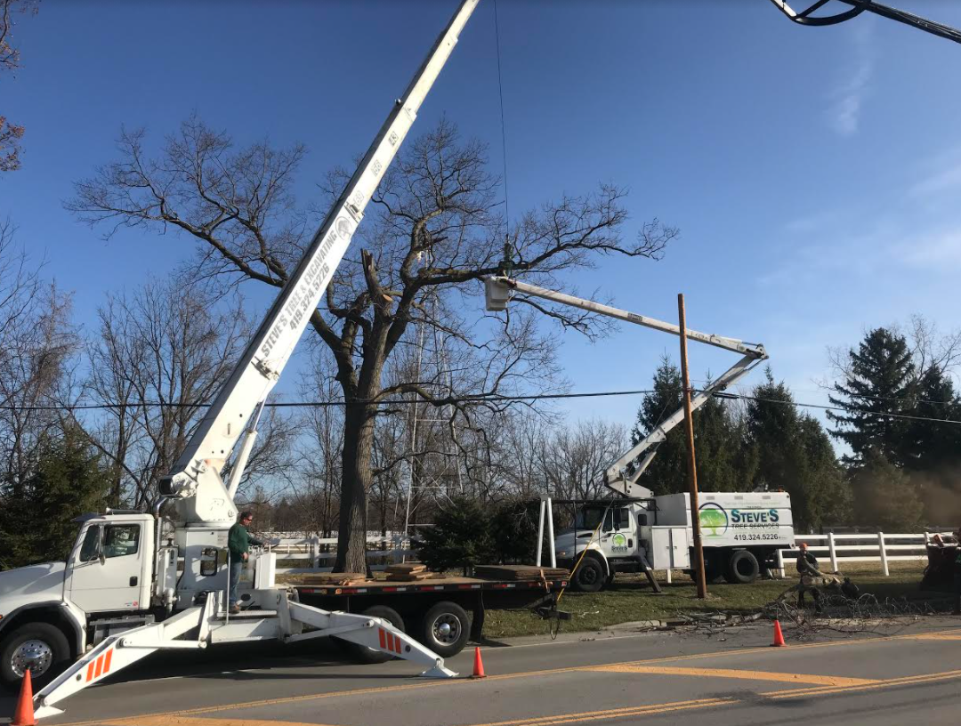 Hard to Reach Tree Maintenance With a Crane