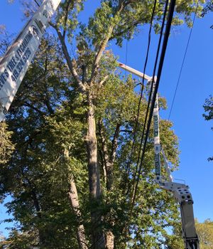 Coordinating two lifts, the crew executes a controlled removal of large limbs near power lines and homes—an advanced task handled by this fully-insured tree service specializing in tree removal and crane services.