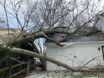 Storm Damage - Remove Fallen Trees