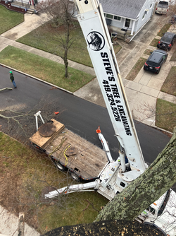 Crane Tree Services