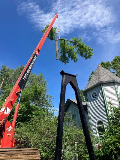 Hard To Reach Tree Removal