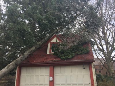 Emergency tree removal services 