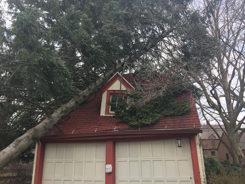 Emergency Tree Removal Services 