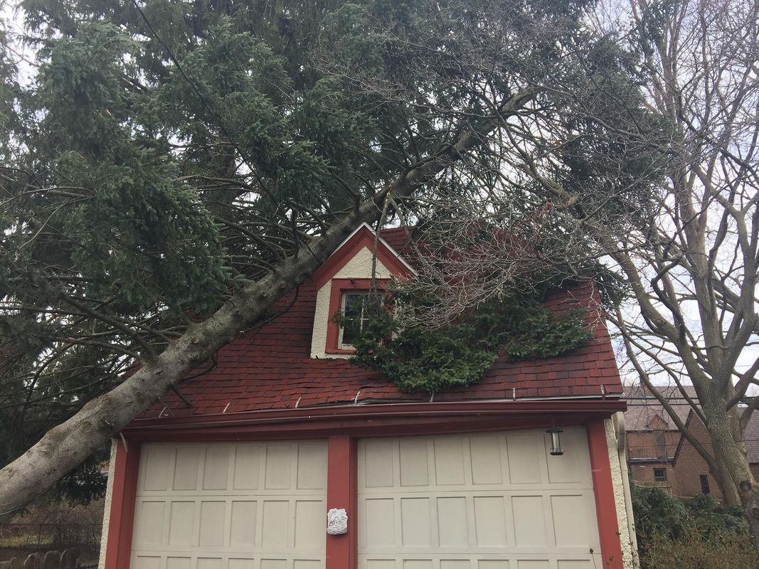 Steve's Tree Services, Landscape, Hauling & Excavating gallery 7