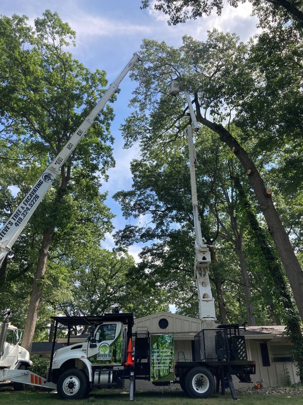 Commercial Tree Services