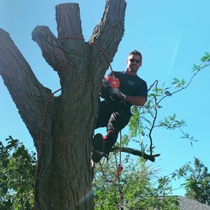 Steve climbing and tree trimming