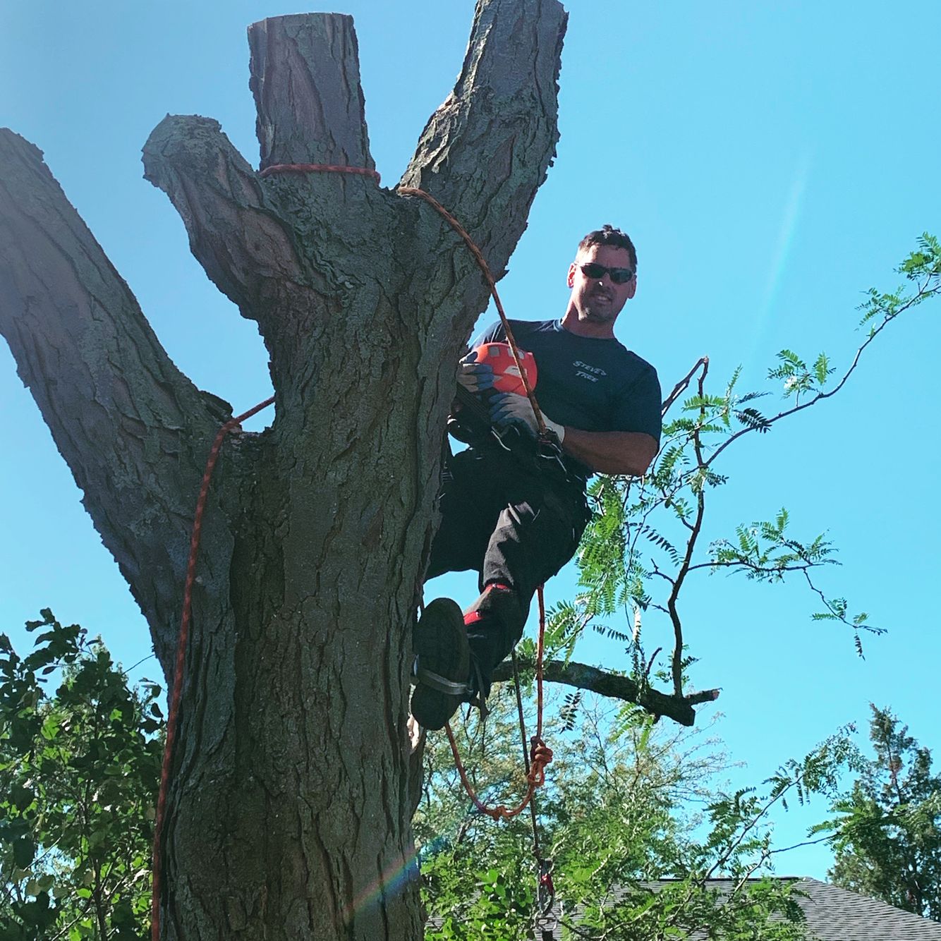 Steve climbing and tree trimming