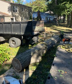 After the tree is down, the crew sections the trunk and loads large logs onto a dump truck—a key step in the company’s efficient lot clearing and cleanup workflow.