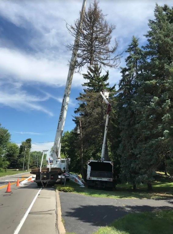 Tree Removal Company working with cranes. Special Tree Services