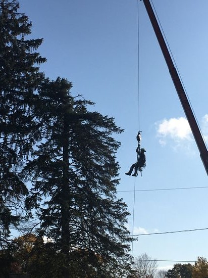 Tree Trimming Service near me Tree Removal Services