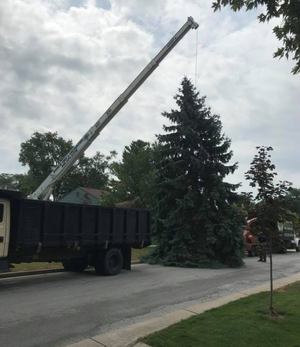 Crane Tree Removal Toledo