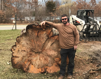 Large Tree Removal Service Toledo