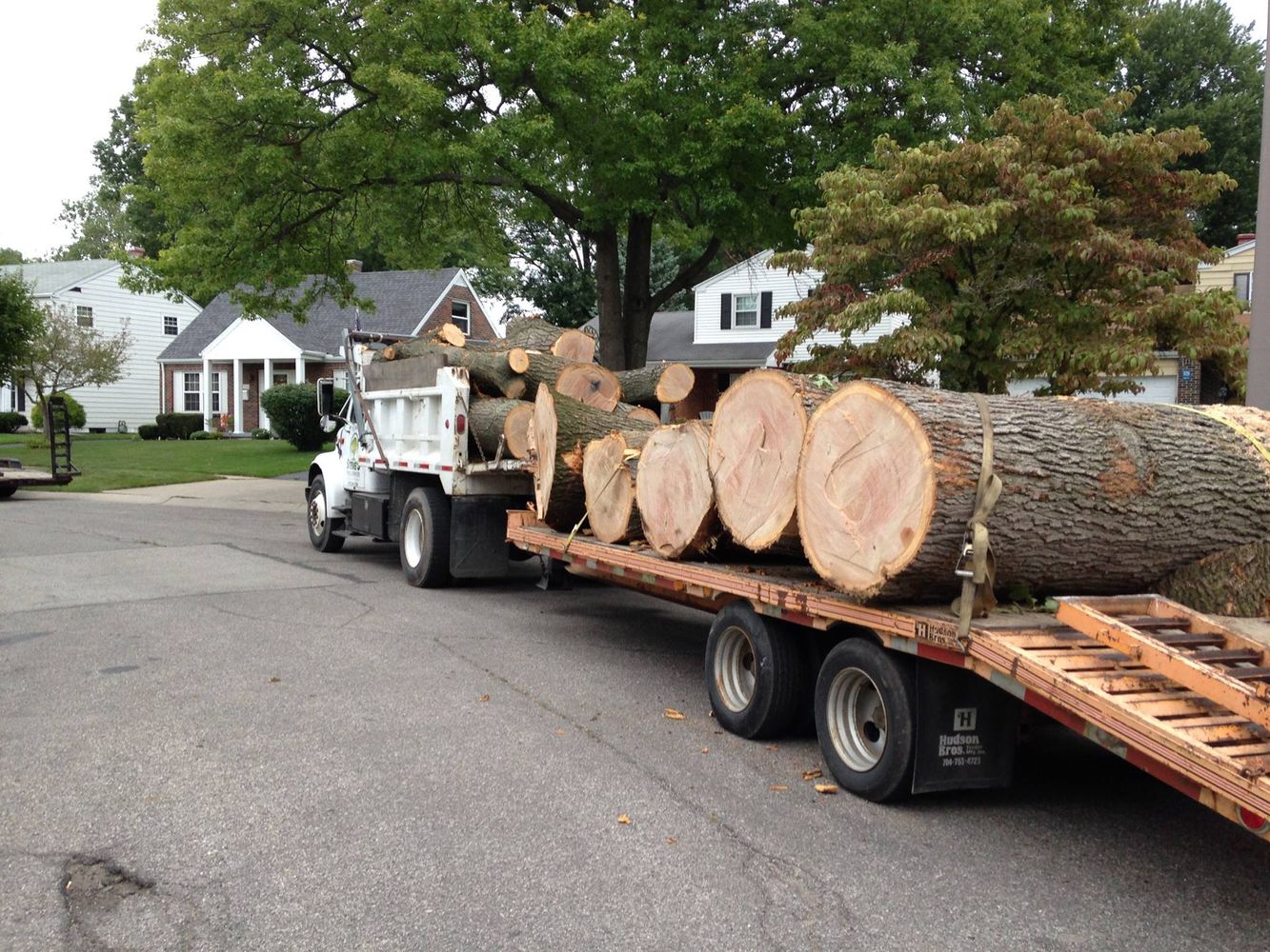Tree Removal Service Toledo Hauling Wood - Large Tree Removal