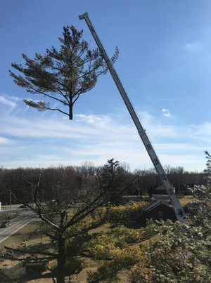 104ft Crane To Cut Down Tree