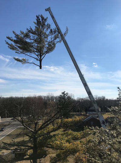 Using our 104ft crane to carefully cut down a massive tree, section by section. tree.png