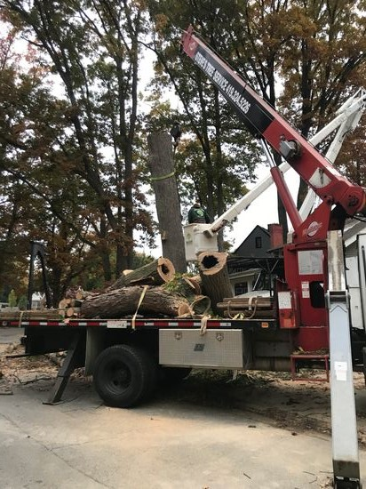 Loading and hauling away logs from a recently cut down tree. Hauling Tree Wood