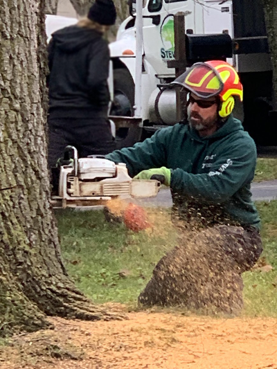 Tree Removal Company Toledo