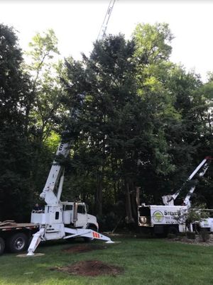Large tree removal services Toledo