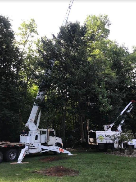 Large tree removal services Toledo
