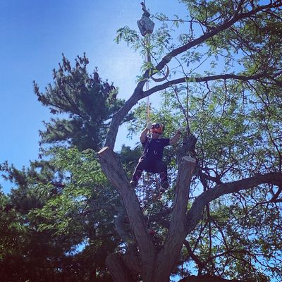 Tree crane removal 