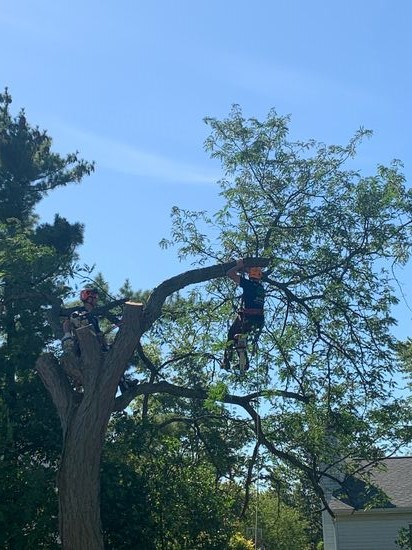 Our climber about 65 ft up removing tree limbs Climber trimming tree