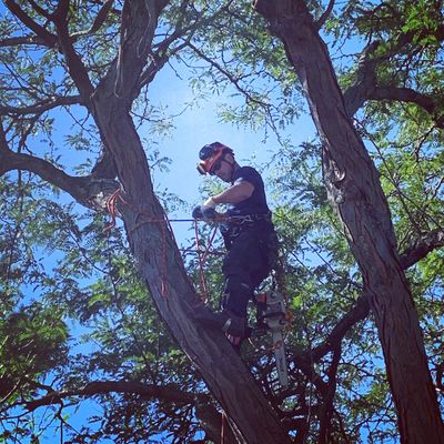 Tree Removal Climbing 