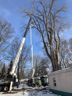 Difficult Tree Removal