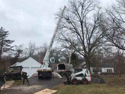 Trim Back Tree With Overgrown Branches