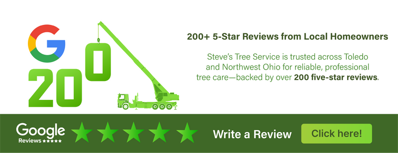 Steve's Tree Services, Landscape, Hauling & Excavating gallery 5