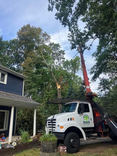 Preventive Tree Removal