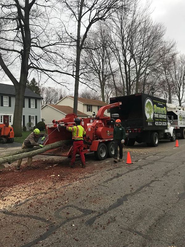 Captain's Tree Service LLC - Tree Care - Lindenwold, NJ