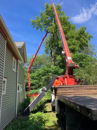 Crane Tree Removal