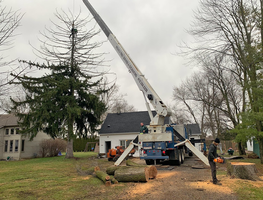 Large Tree Removal Service