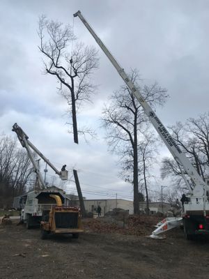 Crane-Assisted Tree Removal
