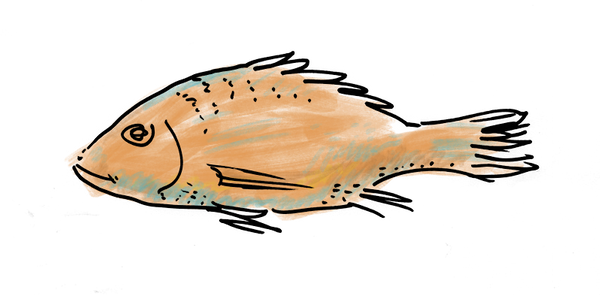 fish.png