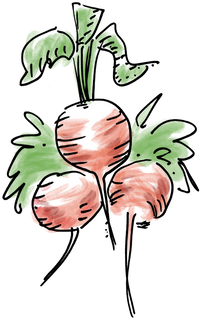 radish.png