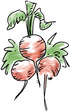 radish.png